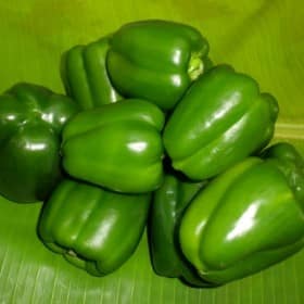 Capsicum