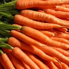 Carrot