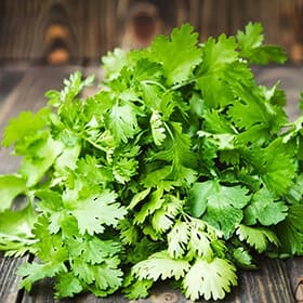 Coriander