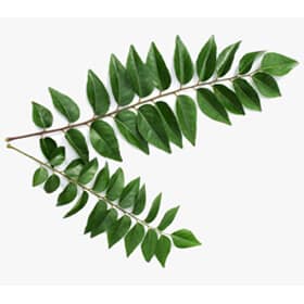 Curry-Leaves