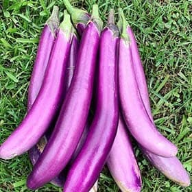 Egg-Plant