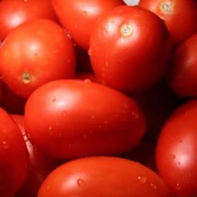 Tomato
